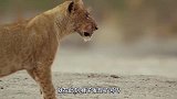 狮群围攻小河马，下一秒河马家族全部赶来，狮子结局太惨了！