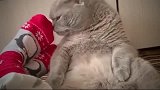 猫咪：哎呀，这味道太上头了，吸一口感觉已经到达了猫生的巅峰了