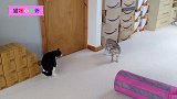 这只猫好凶，黑猫敢怒不敢言