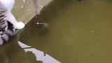 猫：让你在游一会儿