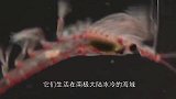 南极磷虾：海洋中最多的虾，真的吃不完！