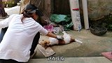 我家的中华田园犬死了，儿子痛哭流涕，问我克隆一只小狗要多少钱