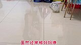 矮脚猫，唯一可以欺负长腿猫的时光