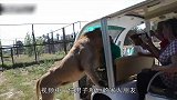 狮子爬上游客缆车，体格子比人都大，求游客心理阴影面积