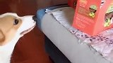 狗子：这两盒饼干是我的，别和我抢啊！
