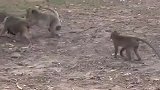 两个老婆打架，猴王都拦不住啊