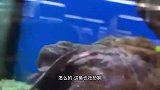 狗：大哥对我太好了，以后有屎分你一半