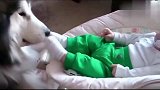 妈妈把宝宝留在家里让狗狗看护，回来后惊呆了！