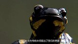 繁殖能力极强的动物，每年被人类吃掉60万吨，可依旧泛滥成灾！