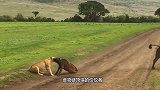 野牛深陷泥潭，狮子看到后窃喜，结果自己也陷入泥潭无法自拔
