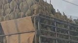 终于要拐到土路了。泰国 榴莲