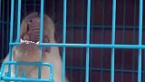 狗崽意外把嘴卡住了，看着笑死了