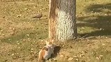 猫猫捕鸟，我在其后，吓吓它