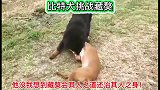 比特犬挑战藏獒！