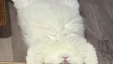 太残忍了，把猫咪做成地毯
