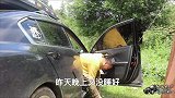 自驾游野外露营，晚上居然听见狼的嚎叫声，赶紧拔营离开