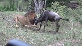 狮王捕猎角马，供给一大家子的一餐