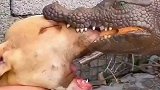 鳄鱼咬住比特犬的嘴不放口，这完全血脉压制呀