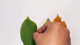 捡到的秋天落叶，做一个漂亮的手工贴画吧！
