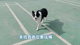 边牧喜欢玩狗绳 还会求我跟它玩 这不是逼我呢吗