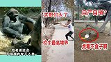 搞笑动物：二喵子这是干嘛呢，难道你这叫孙子兵法吗？
