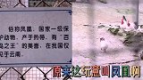 搞笑视频：你要不说是凤凰我还以为是鸡呢
