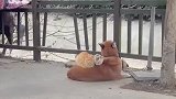 气温突降，两只猫咪爬在狗背上互相取暖