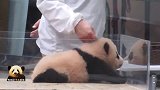 奶爸揪熊猫宝宝脑袋上的毛，小不点儿很不喜欢：别碰我！
