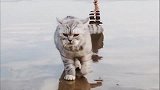 这猫不怕水