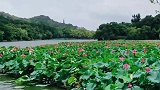 去看荷花，突然飘起了台风雨，无处可躲雨