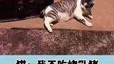 一只和猪一起玩耍的猫咪