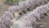 聊城大学春日樱花盛开