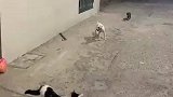 俩狗子准备欺负一个猫猫，结果被猫的气势吓坏了，骂了一句跑了