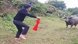 这小伙真大胆，拿着红布来斗牛