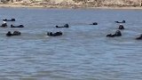河面上漂浮着一些东西，原来是水獭躺在河面
