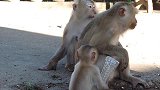 可爱的猴子找错妈了，同时也吃错了奶