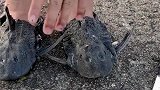 外来物种清道夫破坏生态环境，把它做成一双鞋，穿多久都不会坏！