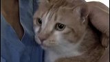 橘猫的主人因病逝去，生前送橘猫去收容所，橘猫绝食去陪主人