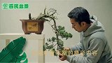 高手教你在带叶修剪的情况下，如何大胆修剪塑造盆景，操作大胆