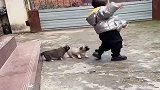 两只小奶狗打架，旁边的小萌娃跳舞助兴，真的是太可爱了吧！