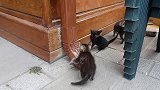 小流浪猫，呆萌可爱，吃饱喝足后，就无忧无虑的玩闹起来