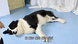 如何快速教会狗狗应声倒下，两个步骤，一学就会