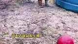 新来的饲养员以前是养猪的，自从来到这个动物园后