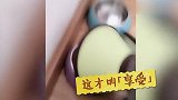 爆笑!宠物遇上“耻辱圈”N种反应