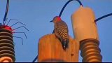 啄木鸟触碰到高压电，下一秒就成“一缕青烟”了