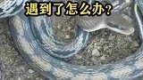 家中为什么会频繁出现蛇千万不能打死，遇到了怎么办