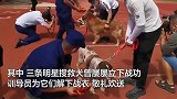 武汉第一批搜救犬退役！训导员为它们解下战衣，敬礼欢送！