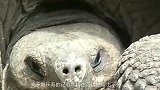 “千年的王八万年龟，百年的兔子没人追”是何意思？看完才明白了