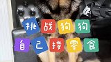 这狗老家北方的？性子怎么有点急