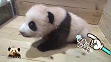 2个月大的熊猫宝宝乖乖趴地上卖萌，无辜又委屈的小模样可爱到爆
